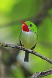 Jamaican Tody